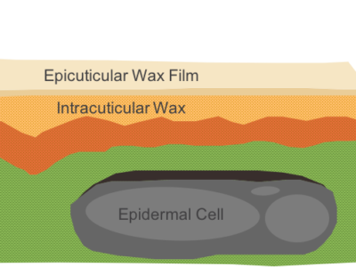 The Role of the Cuticle