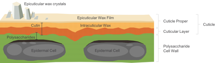 elastomeric fruit protection cuticle wax