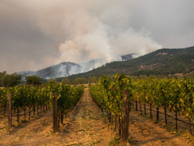 ¿Se pueden proteger las uvas del humo de los incendios forestales??