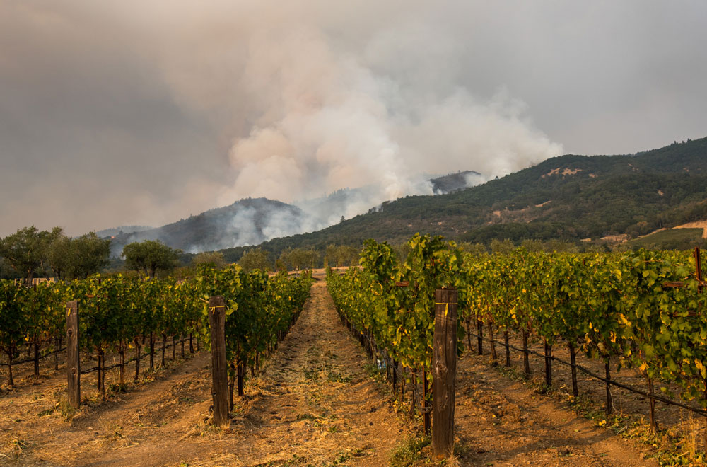 fuego de viñedo