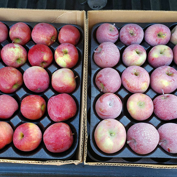 Cultiva Parka Apples Comparison