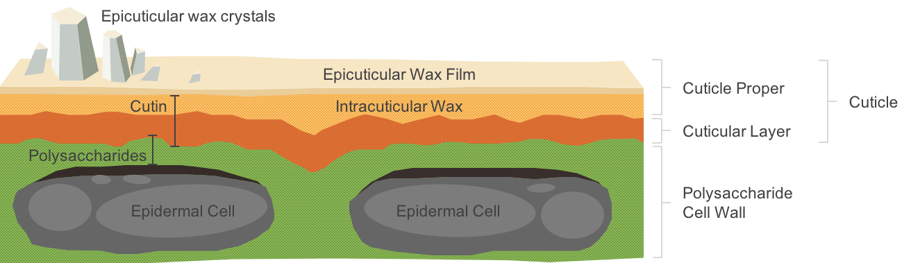 Cuticle