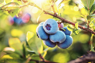 blueberries