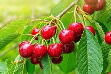 Cherries