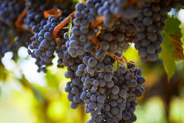 Grapes