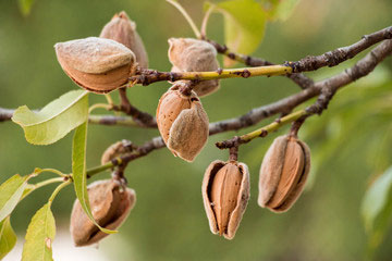 Nuts
