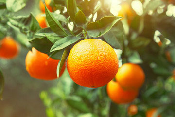 Oranges