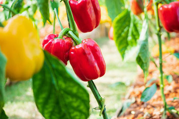 Peppers