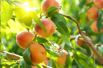 Stone Fruit
