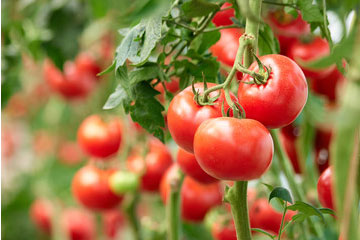 tomato