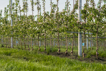Young Orchard