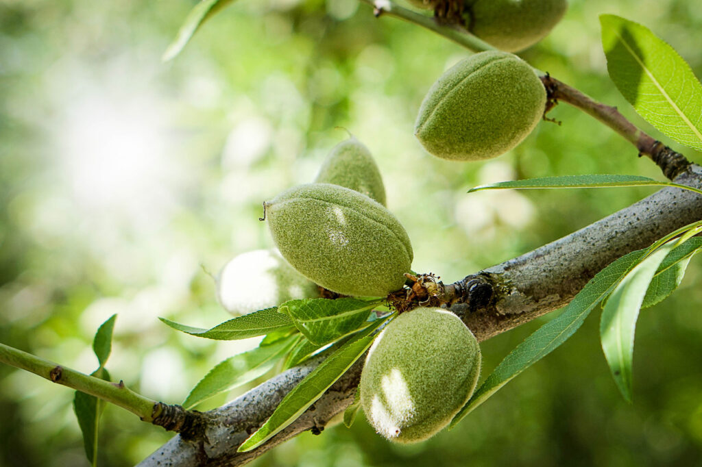 Complemento de la cutícula de la planta para aumentar los rendimientos y mejorar la salud de las plantas en los cultivos de nueces