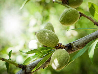 Complemento de la cutícula de la planta para aumentar los rendimientos y mejorar la salud de las plantas en los cultivos de nueces