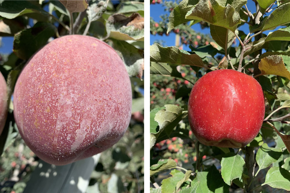applecomparison Apple Comparison