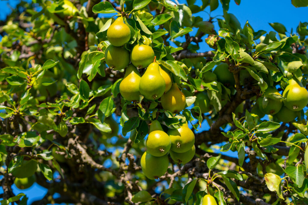 Supplementing the Plant Cuticle to Reduce Sunburn Damage and Improve Fruit Quality