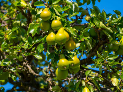Supplementing the Plant Cuticle to Reduce Sunburn Damage and Improve Fruit Quality