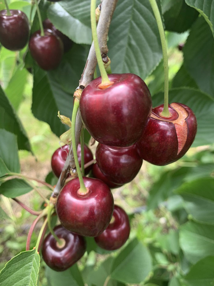 Cherry-splitting-lores Cherry Splitting