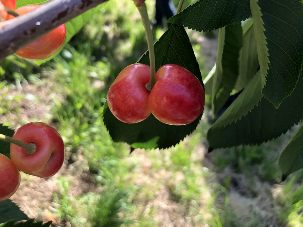 cherry doubling