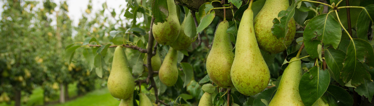 peartree Pear Tree