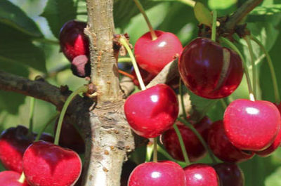 Advances in Cherry Physiology and Split Handling