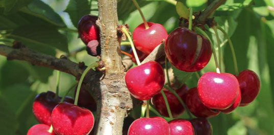 Advances in Cherry Physiology and Split Handling