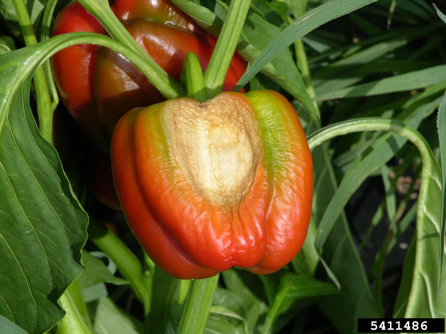 sunburned pepper