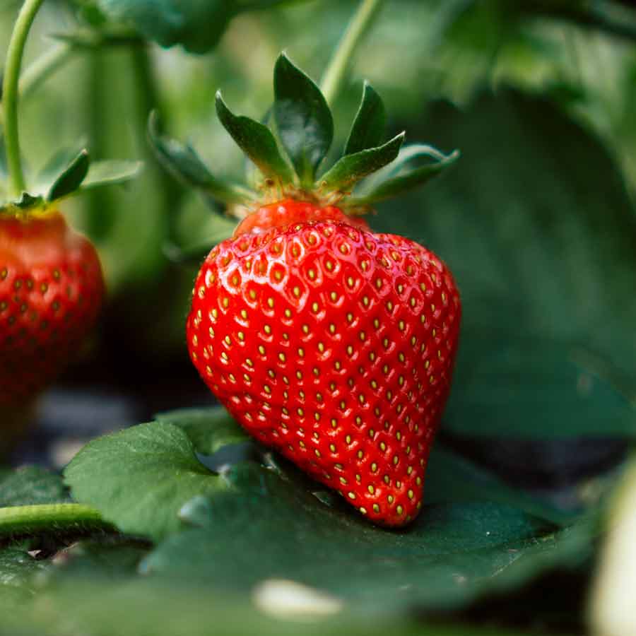 strawberries