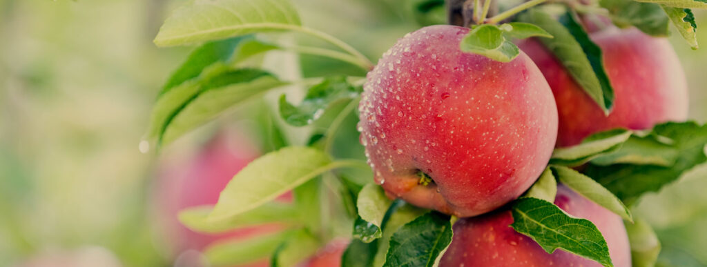 7 consejos para prevenir las quemaduras solares en tu cultivo de manzanas