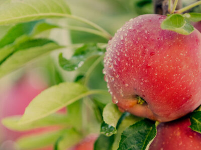 7 consejos para prevenir las quemaduras solares en tu cultivo de manzanas
