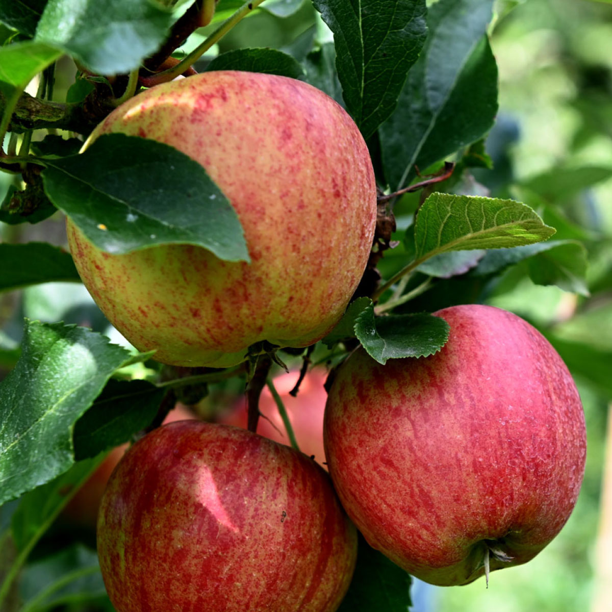 apples Apples hanging on a tree, ready to be picked