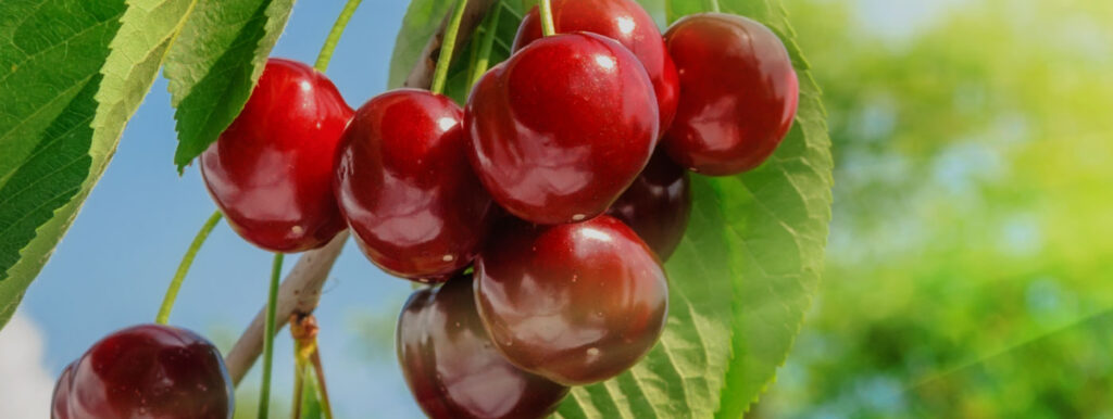 Cherry orchard management practices to limit fruit cracking and doubling