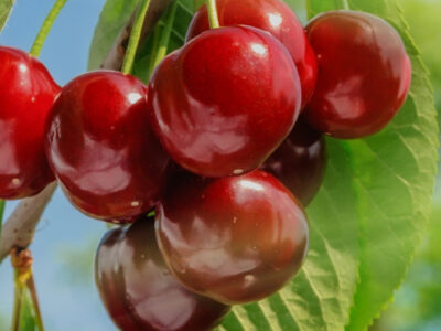 Prácticas de gestión de huertos de cerezos para limitar el agrietamiento y la duplicación de frutos