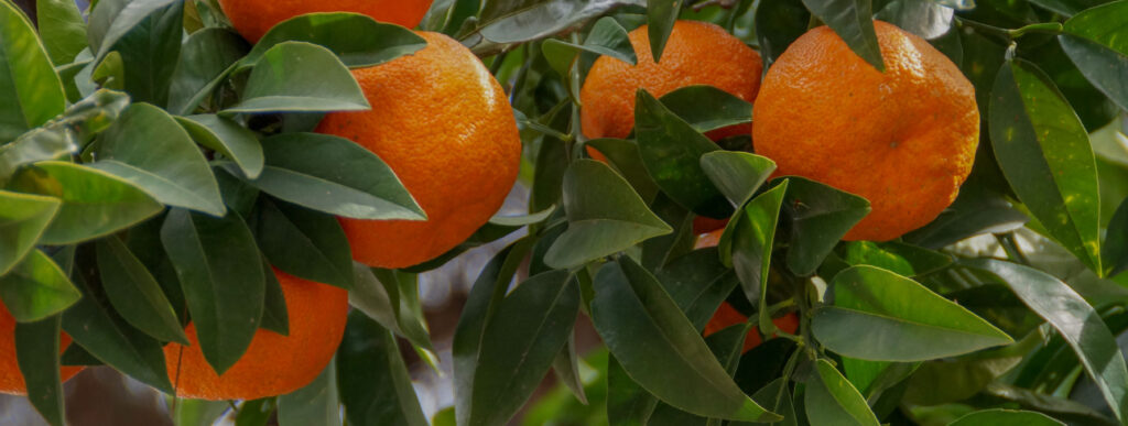 4 tips for preventing sunburn in your citrus crop