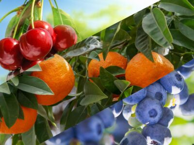 Plant Cuticle Care is the Foundation for Quality Crops