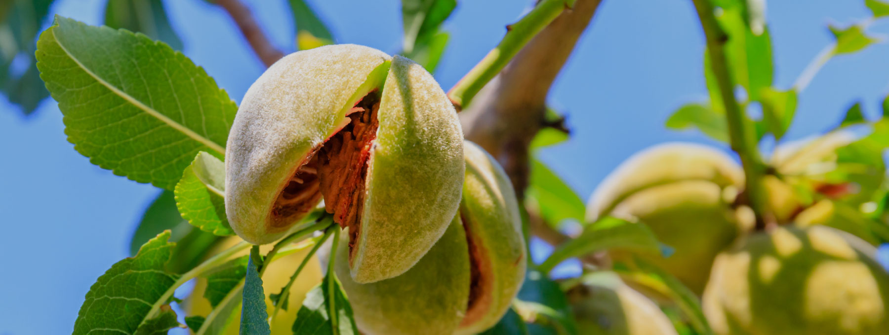 Nuts | Cultiva