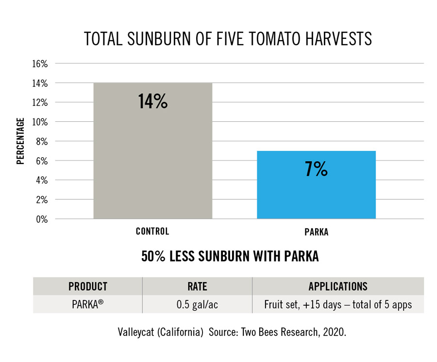total-sunburn-on-5-tomato-harvests Chart showing total sunburn of five tomato harvests. Control: 14%, Parka 7%