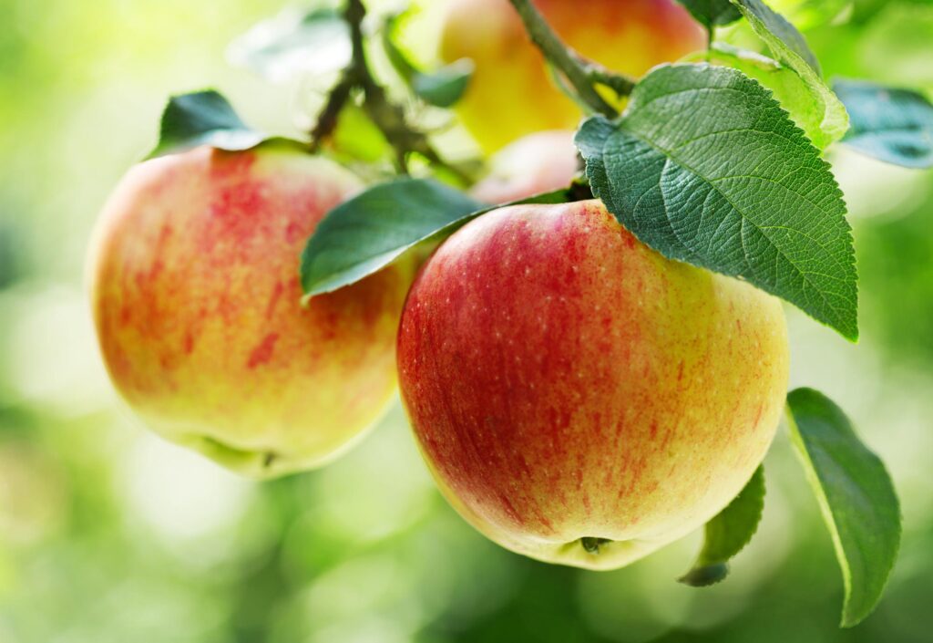 Estrés y tensión en la piel y la cutícula de la fruta