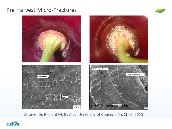 Microfracturas previas a la cosecha