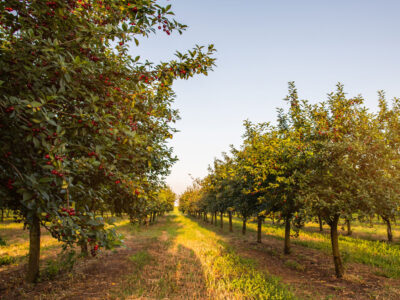 De la floración a la latencia: Protegiendo árboles frutales en cada etapa de crecimiento con Parka®