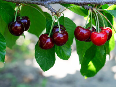 Prevención de grietas de cereza con Brian Tipton