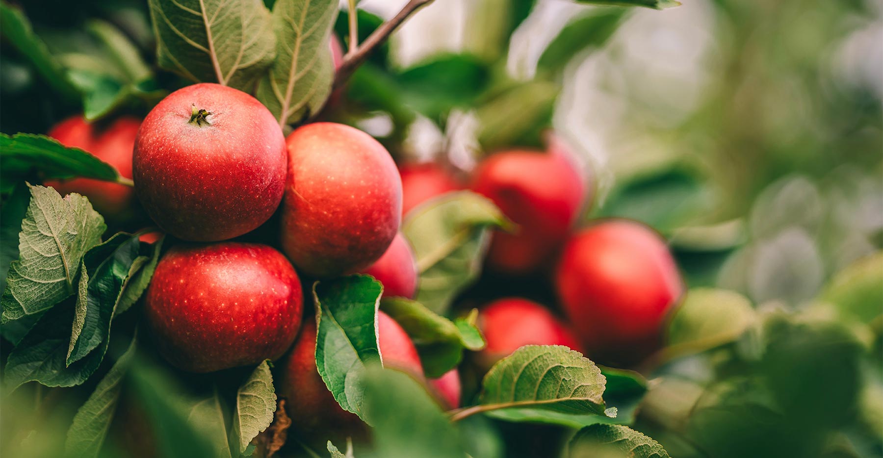 Pome Rome Pome Fruit Product Guide | Cultiva