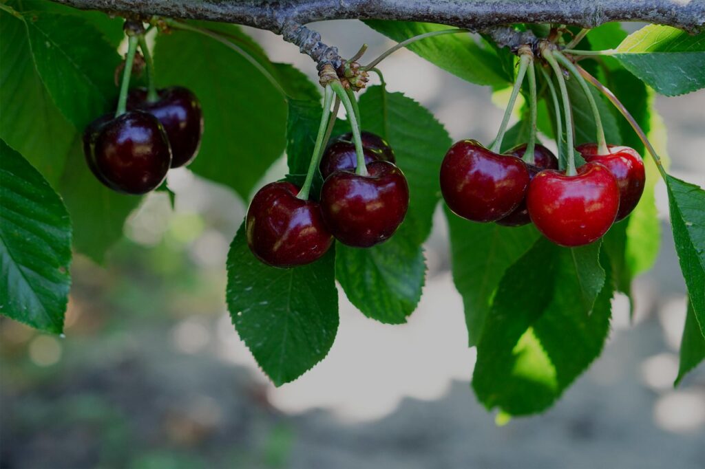 Cherries growing on a tree