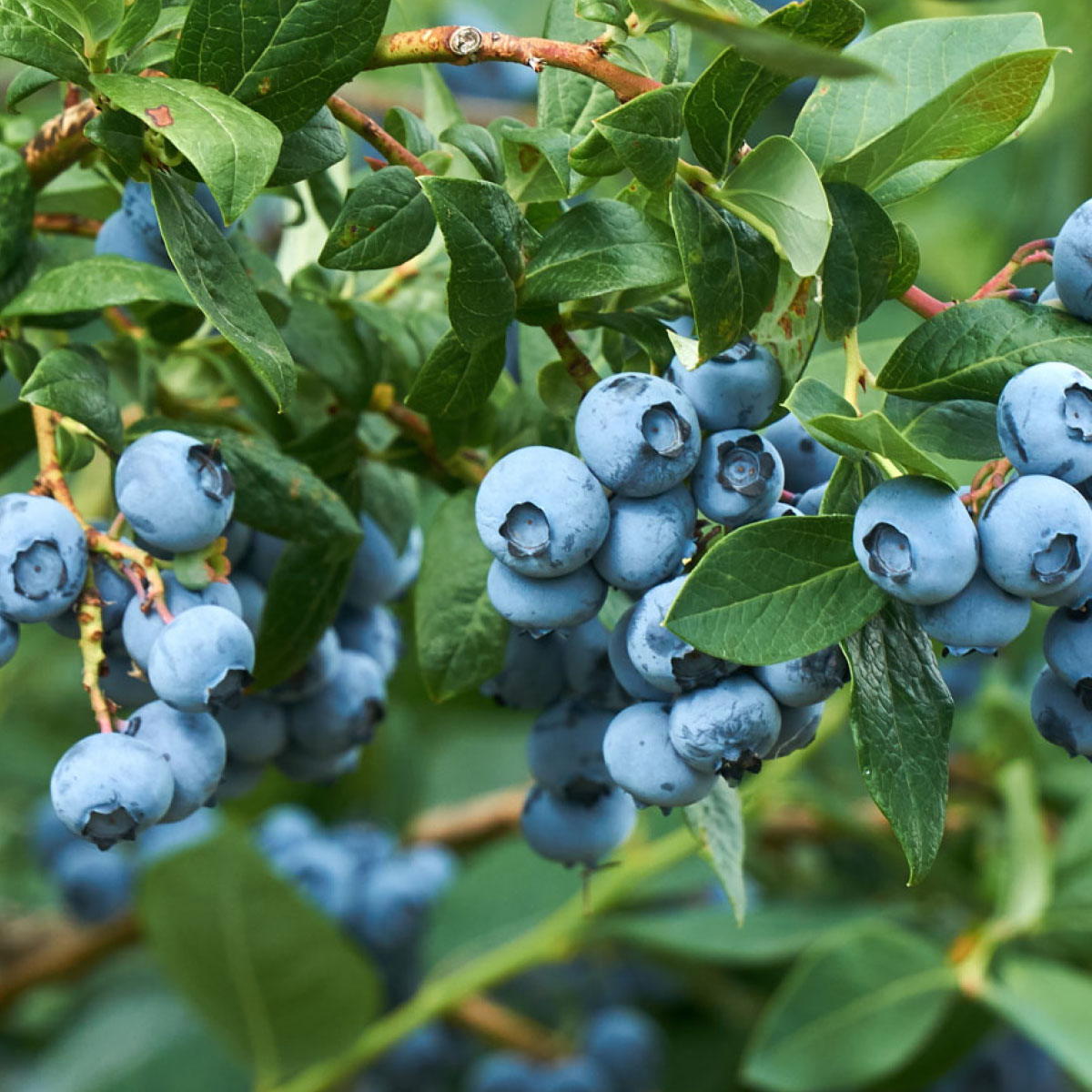 Fresh blueberries on the bush