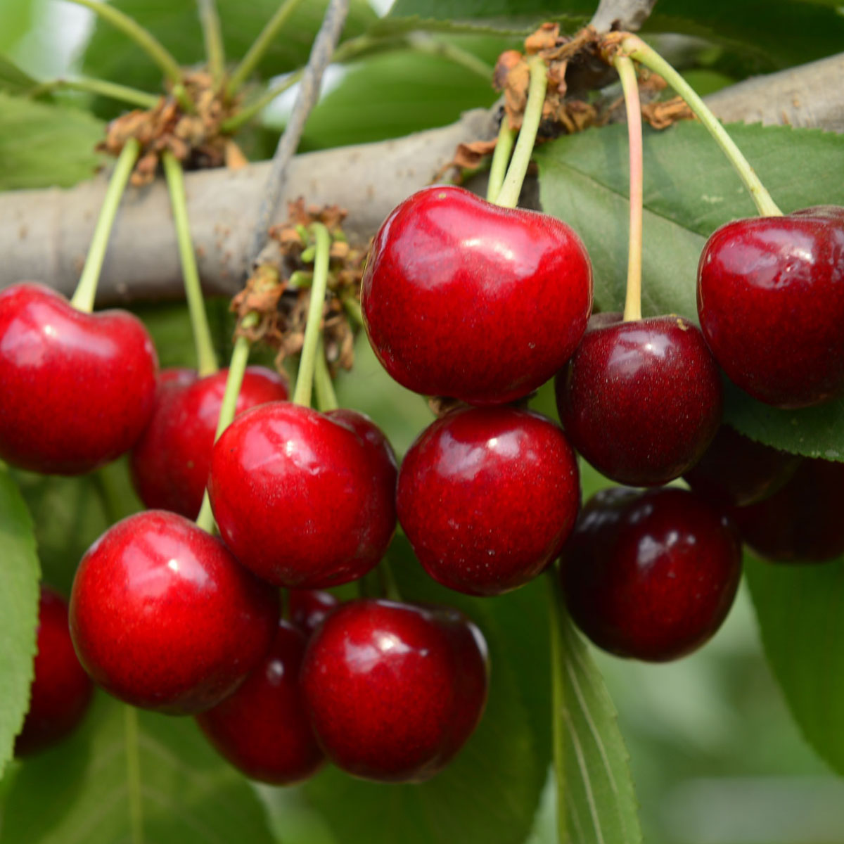 Ripe cherries in a tree