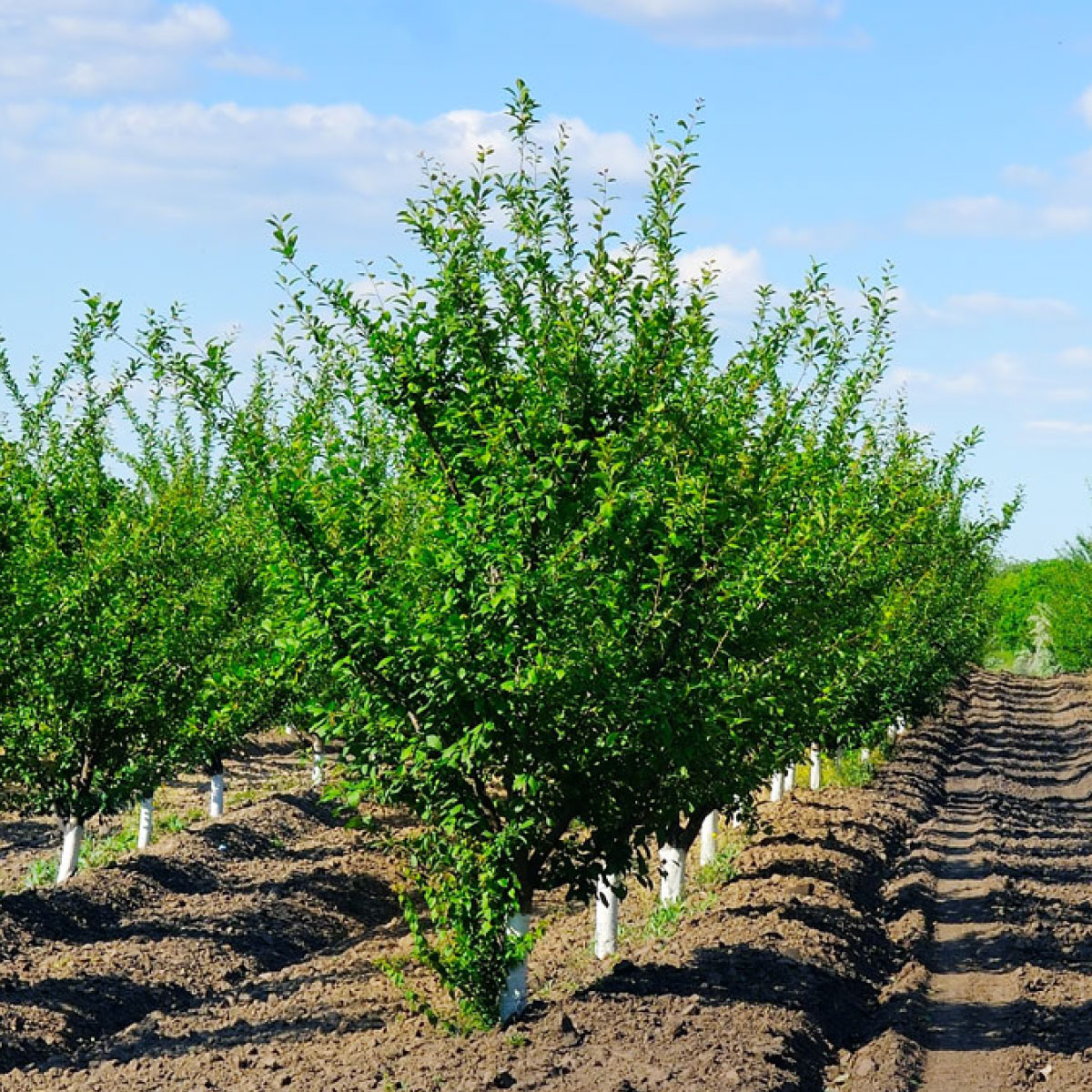 new-plantings Young fruit cherry orchard