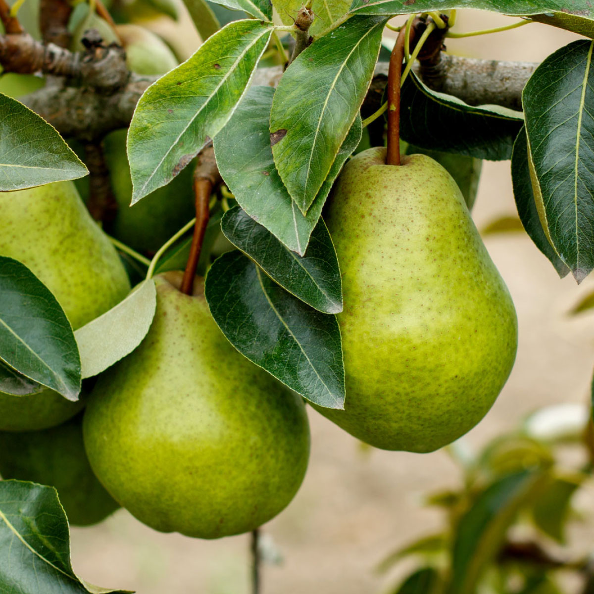 Pears on the tree