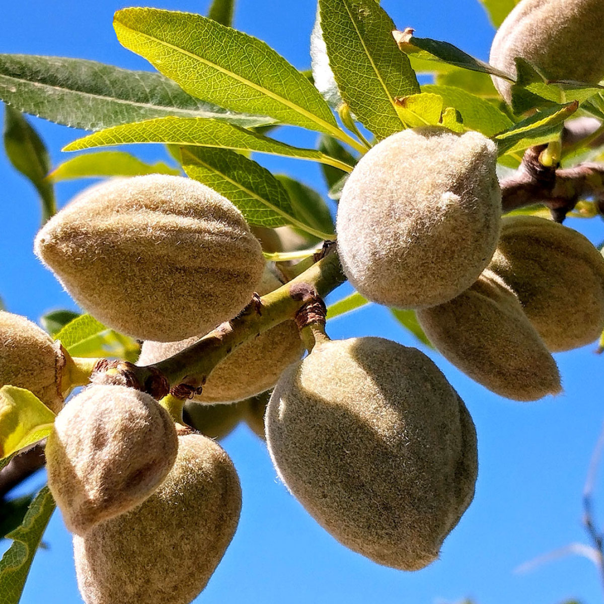 First fruits on almond trees in spring